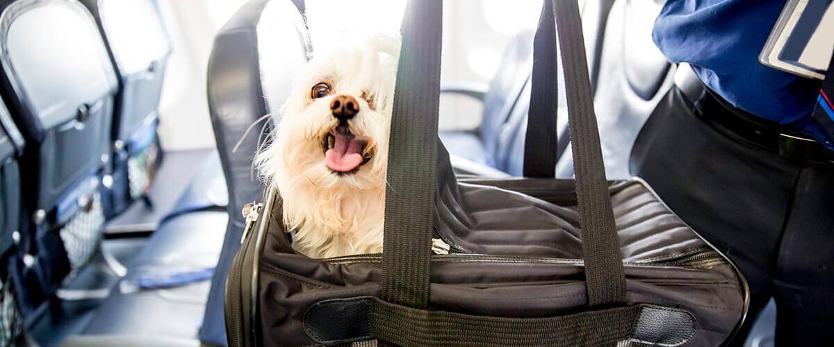 Air Canada Pet Travel Policy